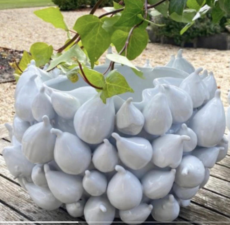 Fig Planter Container